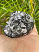 Carving Goniatite Shell Fossil Skull