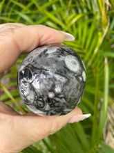 Carving Goniatite Shell Fossil Skull