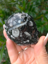 Carving Goniatite Fossil Alien Skull